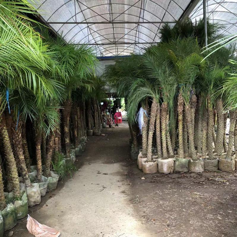 美丽针葵泰国椰子树植物室内树苗盆栽棕榈树庭院大型绿植客厅盆景