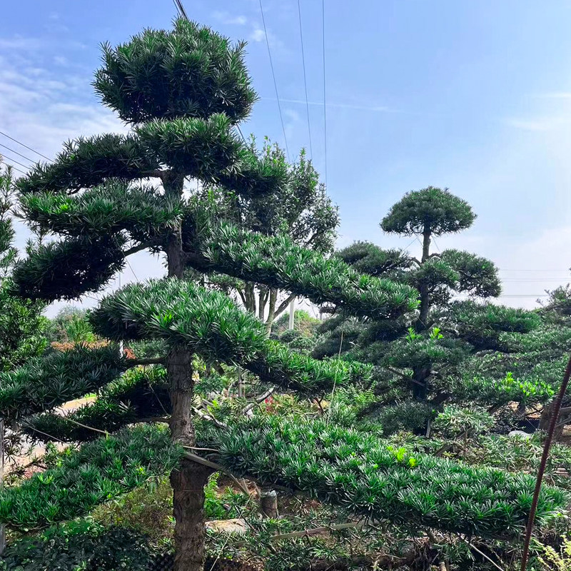 一对一选树大型原生罗汉松精品造型树别墅庭院地景盆景名贵树矮桩,鲜花速递/花卉仿真/绿植园艺,造型盆景,淘宝优惠券,粉丝福利购,淘宝优惠卷