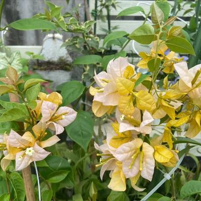 黄女郎三角梅原生小袋苗福建漳州基地发货包品对版不参与5送1活动