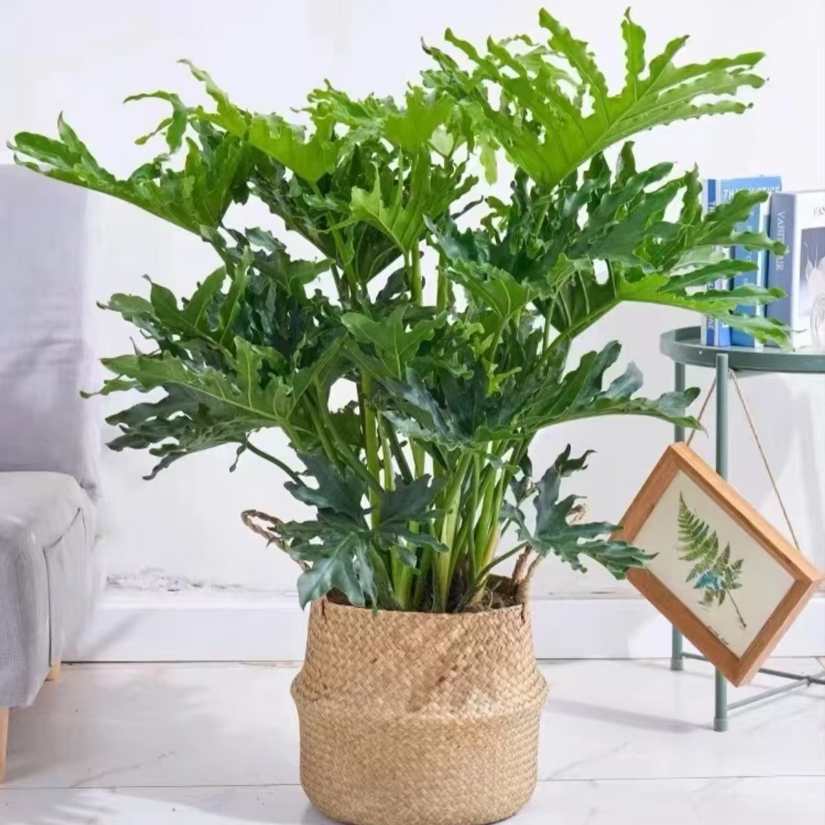 龙鳞春羽水培土培室内植物