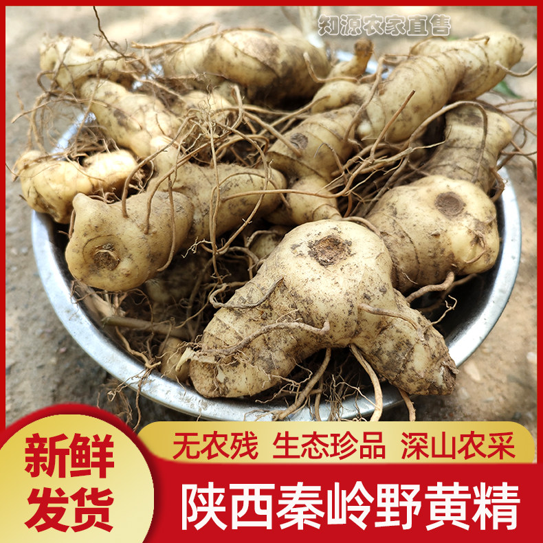 新鲜野黄精正品现挖多花滇鸡头参中药材生老虎姜食用官方旗舰店