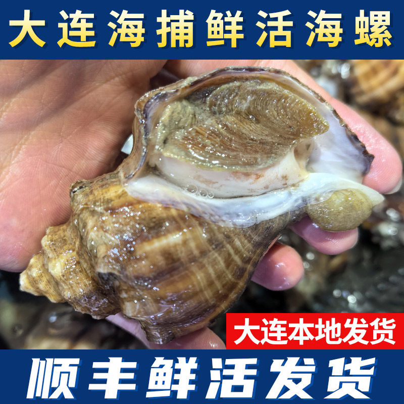 【顺丰冷链】大连鲜活海螺超大野生海螺非红里螺