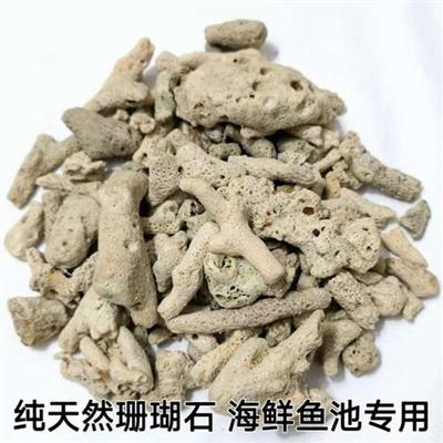 大块珊瑚石50斤锦鲤鱼池过滤材料鱼池滤材珊瑚骨天然珊瑚石过滤
