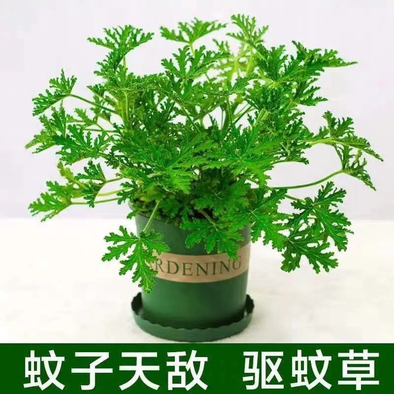 驱蚊草驱蚊植物室内防蚊香草驱蚊子绿植花卉香叶天竺葵盆栽地栽苗