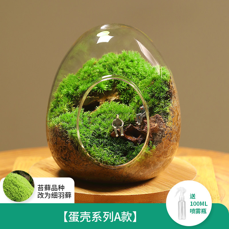 桌面趣味好养苔藓微景观系列蛋壳闷养生态瓶种好发货创意绿植摆件