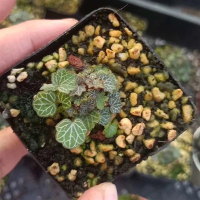 正宗姬虎耳姬雪之下虎耳草日本山野草苔藓菖蒲吸水石微型盆栽植物