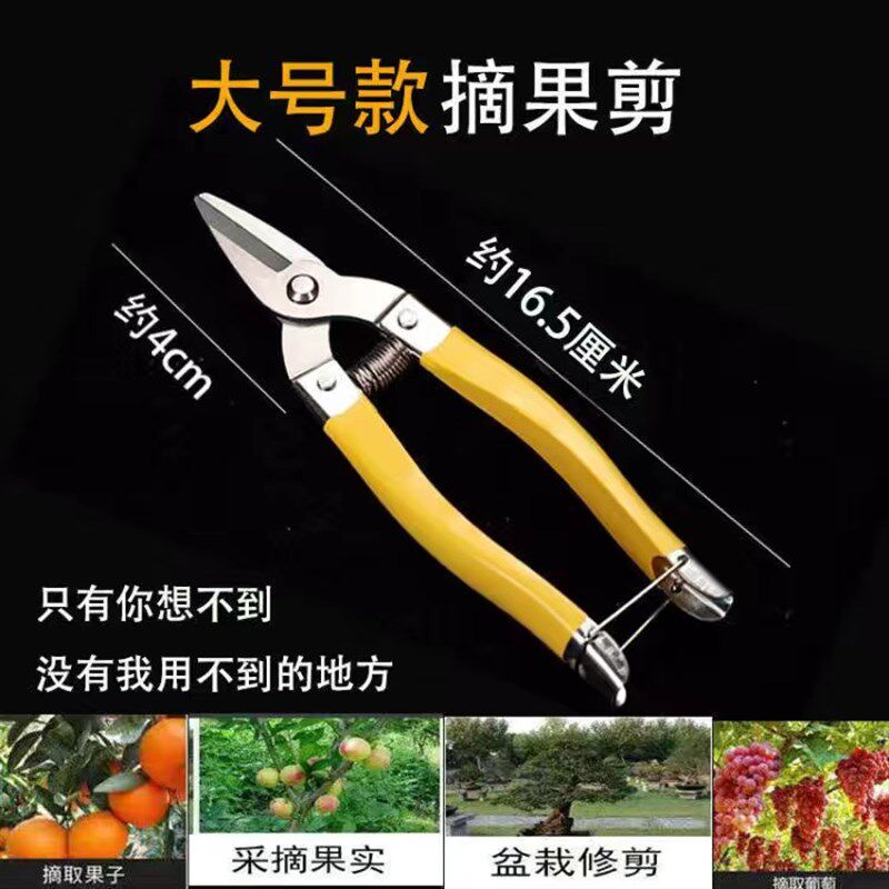 修枝剪修花剪刀枝剪采果园艺家用柑橘桔子刀剪葡萄专用圆头小嘴