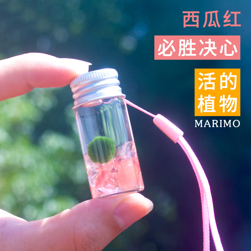 marimo幸福海藻球马里莫微景观生态随身瓶水逆退散天然好运水晶石