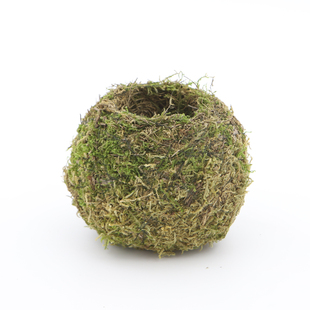 苔藓球盆栽山乌龟网红镜面草水培植物室内桌面绿植兔耳兰观叶夏季