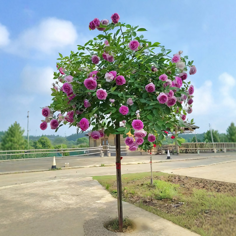 玛姬婶婶月季花棒棒糖盆栽玫瑰花树苗四季种植阳台庭院浓香垂吊