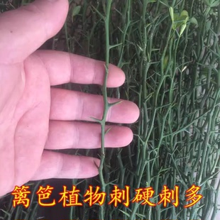 优质枳壳苗枸橘苗 可嫁接沃柑橙子 庭院护栏围园篱笆墙带刺植物