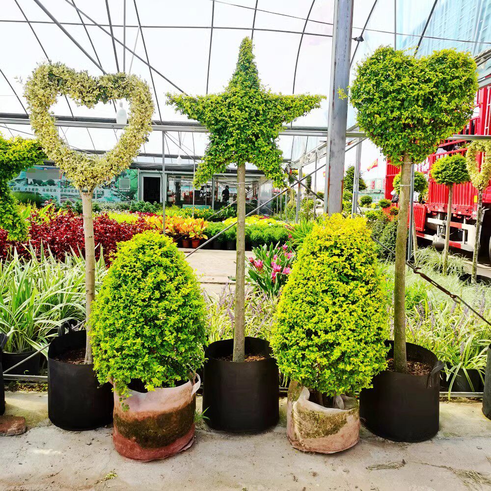 金叶女贞造型树球棒棒糖盆景绿植花园庭院阳台布景造景树苗植物