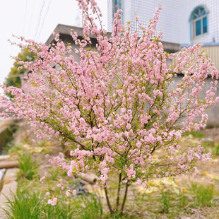 重瓣榆叶梅花树苗盆栽阳台庭院耐寒花卉植物四季郁李花苗麦李盆栽