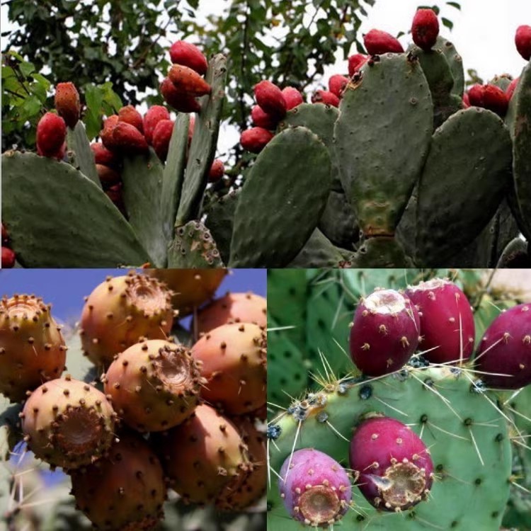 食用仙人掌盆栽 多肉植物果树苗仙人掌果苗 米邦塔仙人掌养生美容