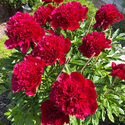 芍药花苗抗寒易活盆栽根块带芽菏泽重瓣大花四季花卉室内庭院植物