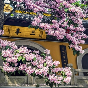 正宗楸树花楸梓树金丝粉红绿化树鹅掌苗紫花粉色室外庭院风景耐寒