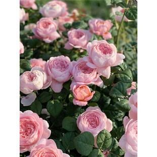 瑞典女王月季花大苗盆栽花色柔美四季勤开花的阳台庭院花卉绿植物