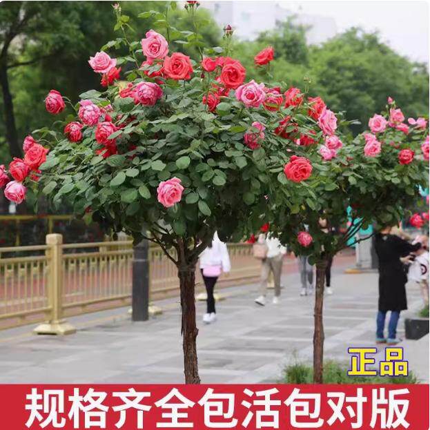 棒棒糖树桩月季花特大花朵花卉植物庭院四季开玫瑰带树状多色盆栽