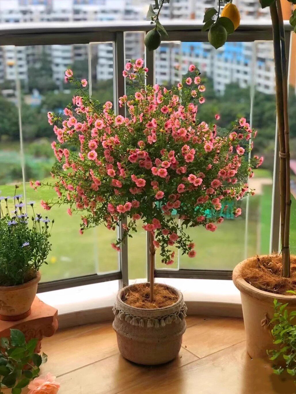 小木槿棒棒糖盆栽庭院花卉四季开花植物室内花苗四季种好养活阳台