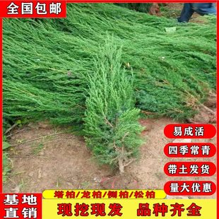 龙柏苗龙柏树苗小龙柏球蜀桧塔柏侧柏蜀块地柏宝塔松树苗四季长青