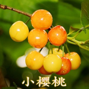 实生小樱桃树苗特大农村土樱桃四川小樱桃苗草樱桃苗南方北方种植