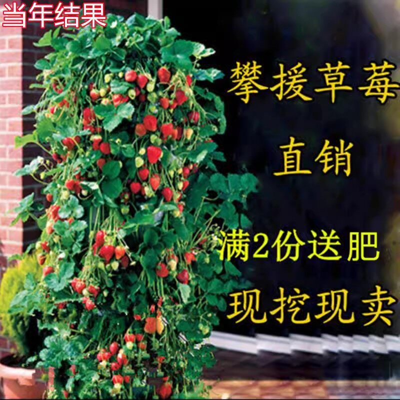 满2送肥四季草莓苗 攀援草莓树爬藤草莓苗果树苗 阳台盆栽水果苗
