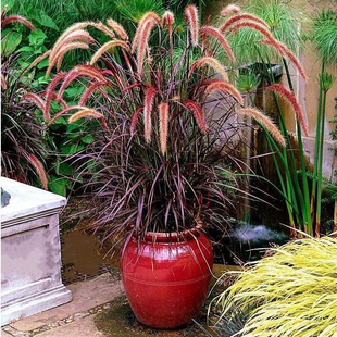 紫叶火焰狼尾草花苗盆栽花镜庭院花园多年生观叶植物护坡狗尾巴草
