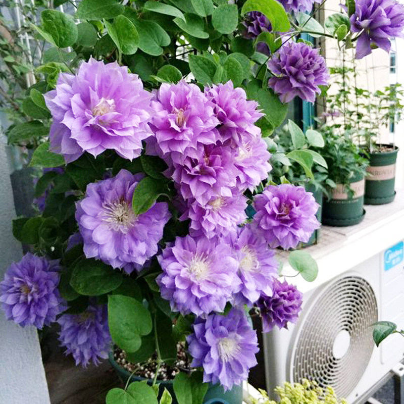 大花重瓣铁线莲花苗爬藤植物阳台室内四季种植卉盆栽庭院