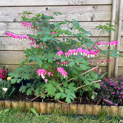 荷包牡丹花苗盆栽室内庭院阳台多年生耐寒草本带芽种植玲儿草