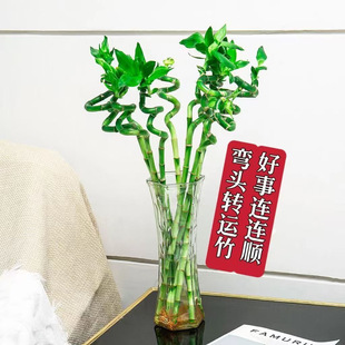 水培植物富贵竹弯竹室内客厅绿植盆栽开运竹文昌龙竹节节高易活