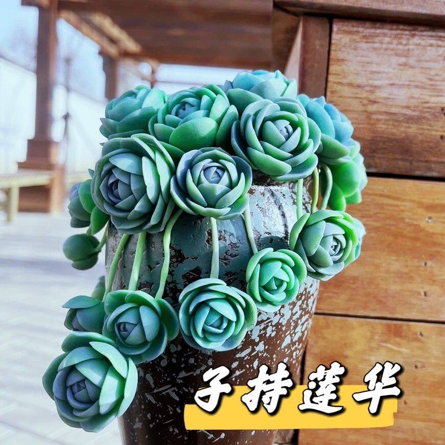 子持莲华多头群生易爆盆玫瑰包子多肉植物室内盆栽可爱办公室好养
