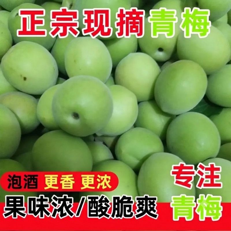 2026当季人工精选青梅鲜果云南青梅新生鲜现摘泡酒梅子泡酒专用