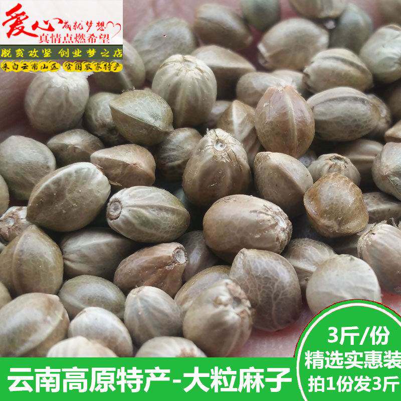 新货麻子现炒特大粒人吃可食用香麻子原味椒盐熟干炒火麻子薄皮