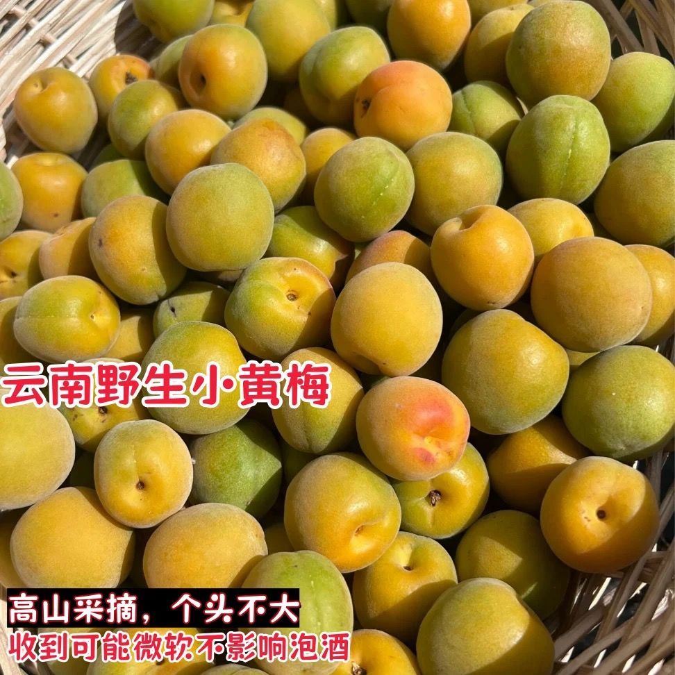 云南黄梅鲜果野生新鲜高山现摘水果完熟青梅酵素泡酒专用大果梅子