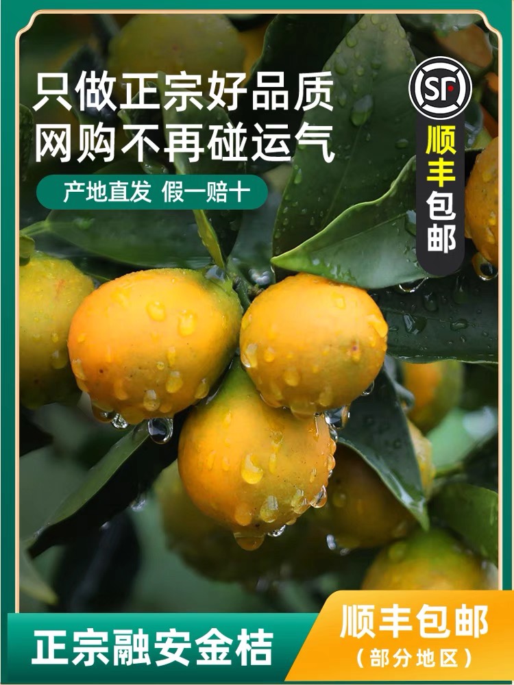 广西特产新鲜水果之乡融安脆蜜金桔第三代橘子沃柑橙子顺丰直发