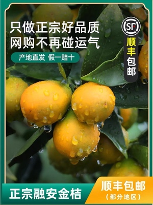 广西特产新鲜水果之乡融安脆蜜金桔第三代橘子沃柑橙子顺丰直发