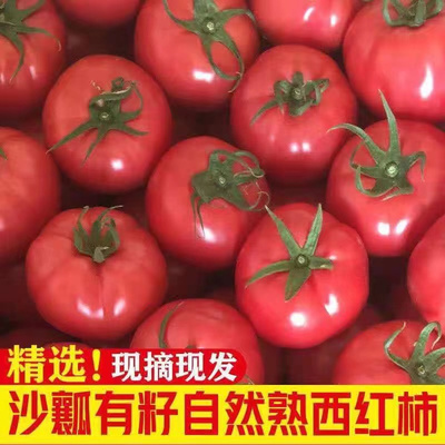 正宗普罗旺斯西红柿番茄蔬菜自然熟3斤5斤装包邮生吃沙瓤水果山东