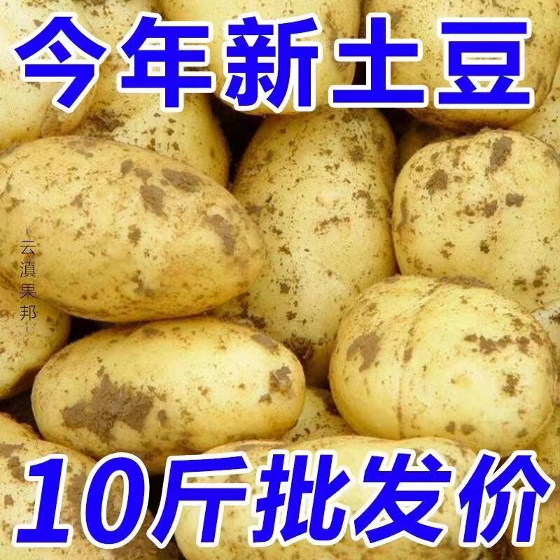 恩施富硒大土豆新鲜包邮