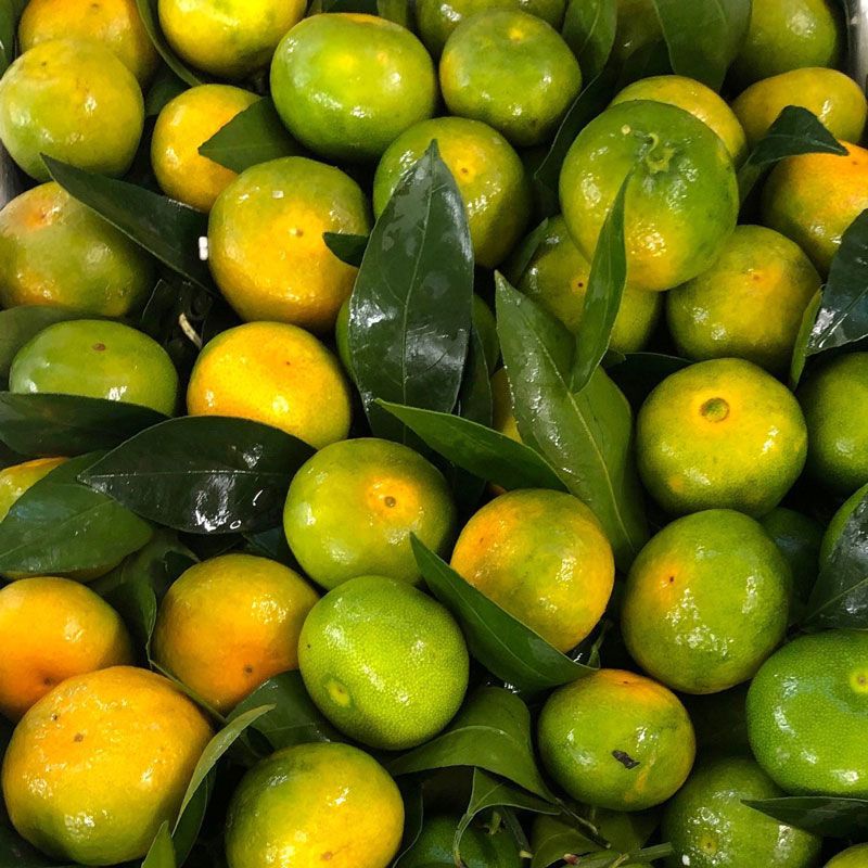 云南蜜橘当季新鲜水果