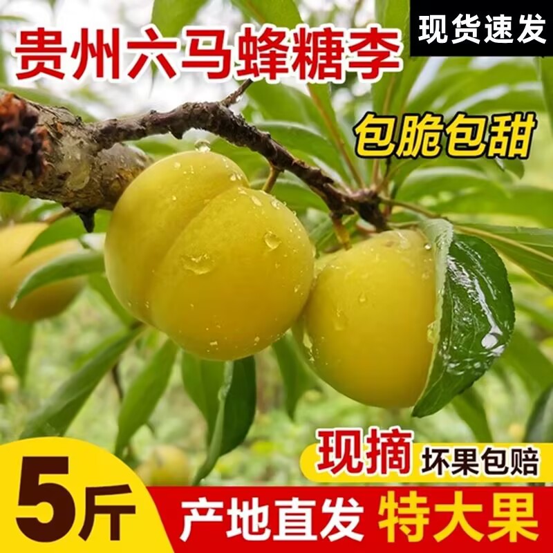 贵州蜂糖李当季新鲜孕妇