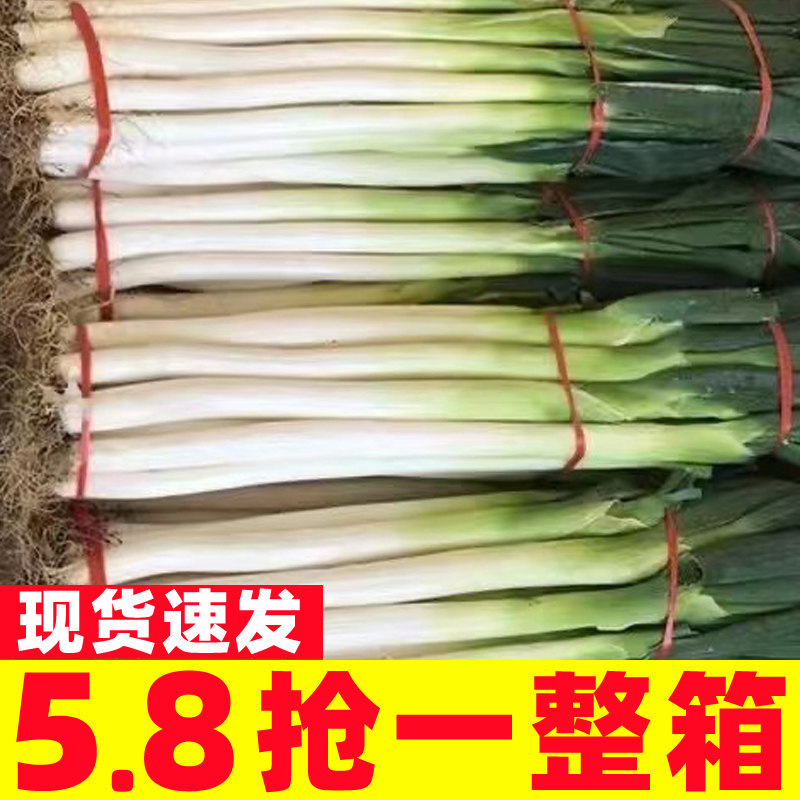 大葱章丘大葱新鲜铁杆长葱