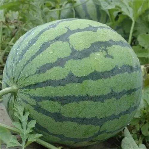 新鲜现摘正宗冰糖麒麟西瓜美都西瓜皮薄无籽脆甜多汁应季水果