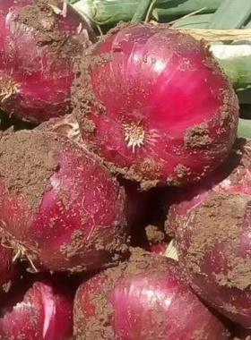 农家紫皮大洋葱10斤圆葱新鲜蔬菜农家自种甜味可生吃红洋葱5