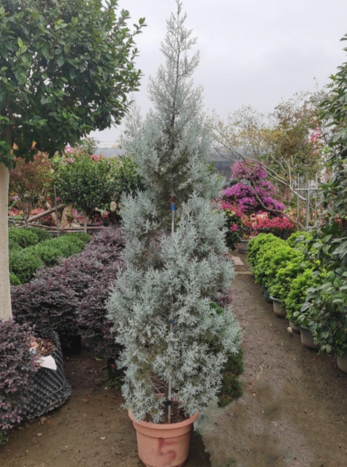 冰阳柏盆xsz栽耐台庭院别墅花园常绿蓝乔木松柏树寒耐热花镜蓝色