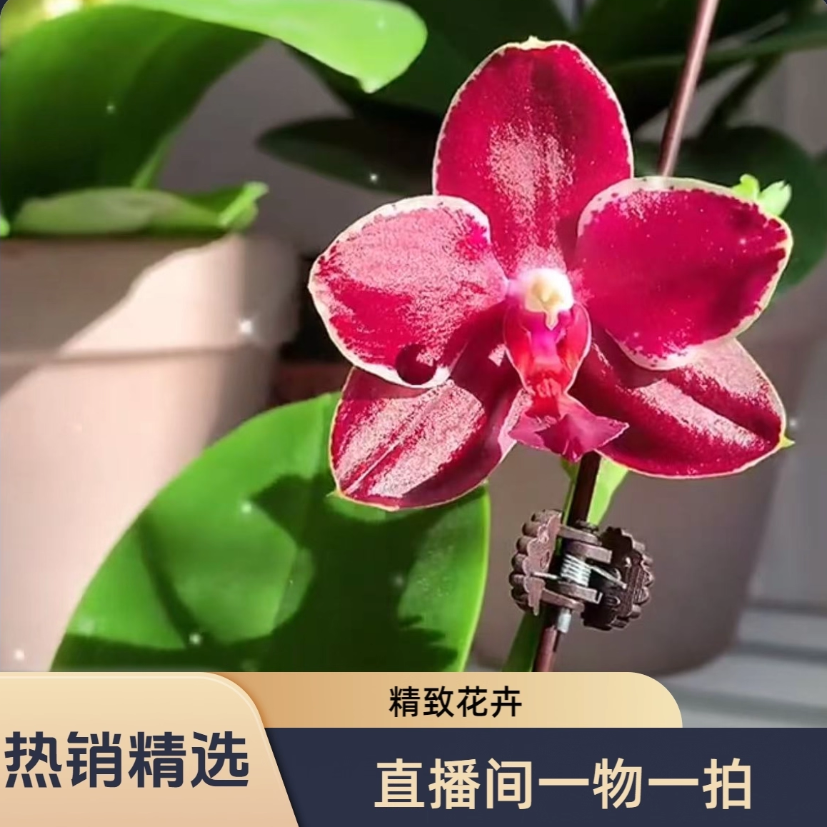 （曼菲）甄选直播间专拍花卉