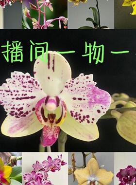 甄选直播间专拍花卉