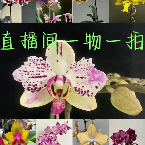 甄选蝴蝶兰花卉、盆栽