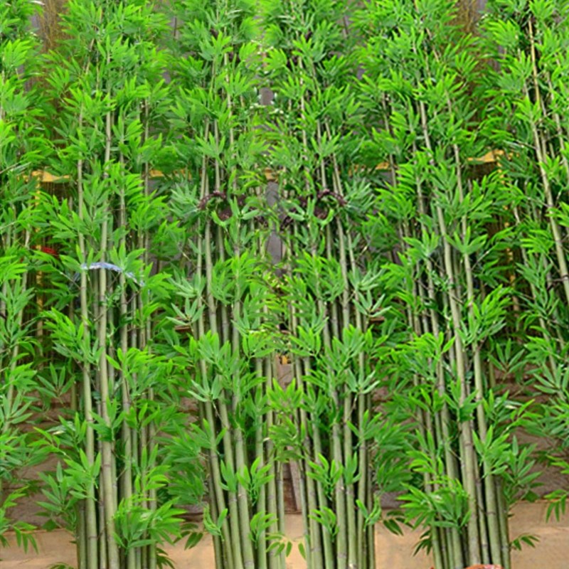 仿真竹子室内外装饰假竹子仿真植物造景仿生竹子景观绿植遮挡加密