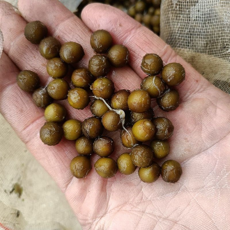 池塘水生植物大型克鲁兹亚马逊霸王莲荷花超大型睡莲王莲叶可载人