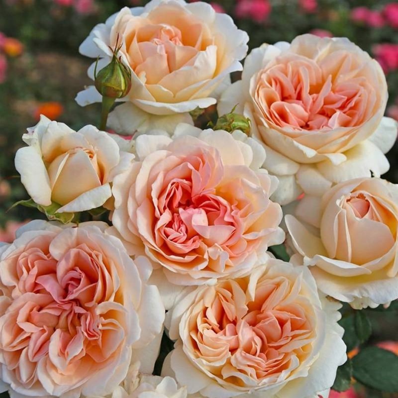 德国月季 大公夫人 浓香 株型紧凑 花色多变 科德士作品